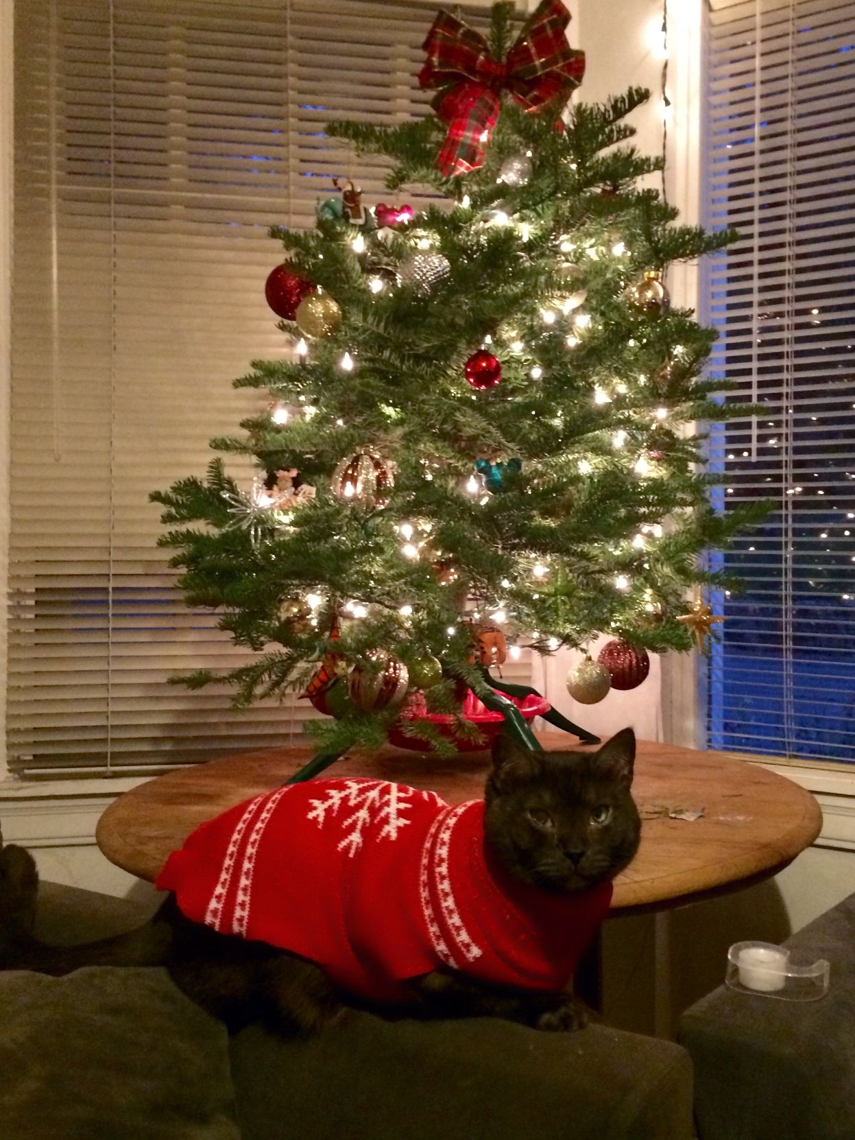 Christmas Cats